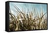 Grass and Reeds 6807-Rica Belna-Framed Stretched Canvas