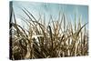 Grass and Reeds 6807-Rica Belna-Stretched Canvas