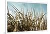 Grass and Reeds 6807-Rica Belna-Framed Giclee Print