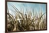 Grass and Reeds 6807-Rica Belna-Framed Giclee Print