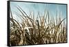 Grass and Reeds 6807-Rica Belna-Framed Stretched Canvas