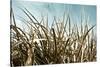 Grass and Reeds 6807-Rica Belna-Stretched Canvas