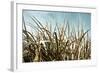 Grass and Reeds 6807-Rica Belna-Framed Giclee Print