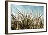 Grass and Reeds 6807-Rica Belna-Framed Giclee Print