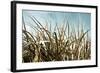 Grass and Reeds 6807-Rica Belna-Framed Giclee Print