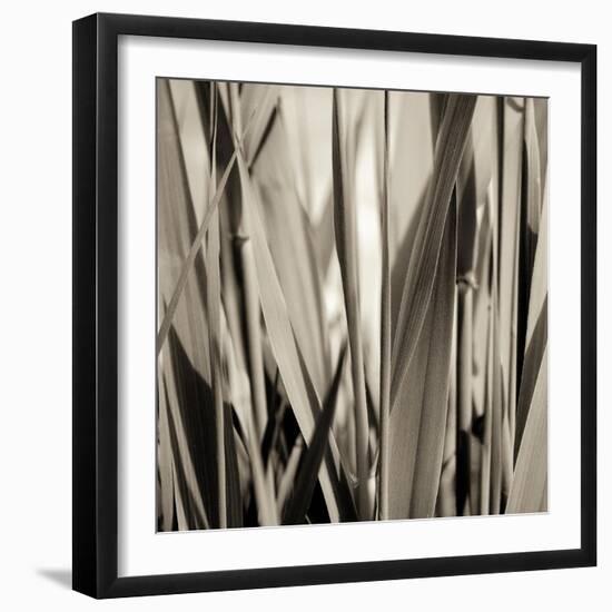 Grass and Reeds-Rica Belna-Framed Giclee Print