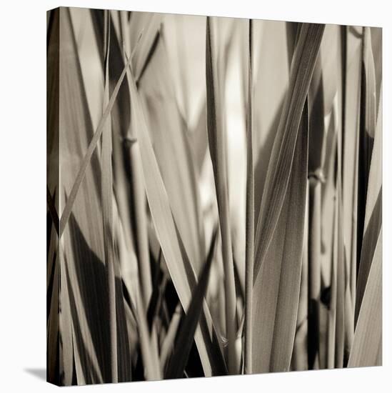 Grass and Reeds-Rica Belna-Stretched Canvas