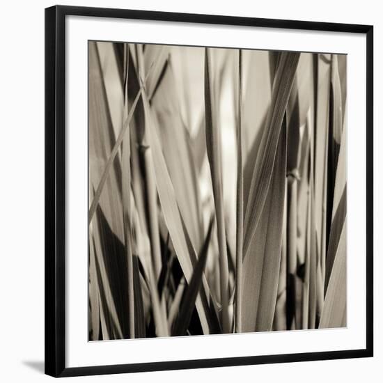 Grass and Reeds-Rica Belna-Framed Premium Giclee Print