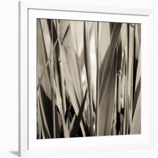 Grass and Reeds-Rica Belna-Framed Giclee Print