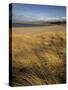 Grass and Sand Dunes on the Coast, Mellon Udridge, Wester Ross, Highlands, Scotland, United Kingdom-Neale Clarke-Stretched Canvas