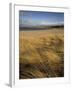 Grass and Sand Dunes on the Coast, Mellon Udridge, Wester Ross, Highlands, Scotland, United Kingdom-Neale Clarke-Framed Photographic Print