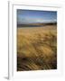 Grass and Sand Dunes on the Coast, Mellon Udridge, Wester Ross, Highlands, Scotland, United Kingdom-Neale Clarke-Framed Photographic Print