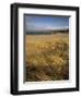 Grass and Sand Dunes on the Coast, Mellon Udridge, Wester Ross, Highlands, Scotland, United Kingdom-Neale Clarke-Framed Photographic Print