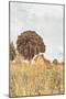 Grass and Sky Light-Aledanda-Mounted Photographic Print