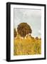 Grass and Sky-Aledanda-Framed Photographic Print