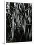 Grass and Water, c. 1970-Brett Weston-Framed Photographic Print