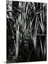 Grass and Water, c. 1970-Brett Weston-Mounted Photographic Print