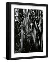 Grass and Water, c. 1970-Brett Weston-Framed Photographic Print