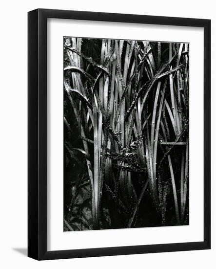 Grass and Water, c. 1970-Brett Weston-Framed Photographic Print