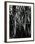 Grass and Water, c. 1970-Brett Weston-Framed Photographic Print