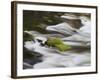 Grass at the River DŸden, Antalya, Turkey-Rainer Mirau-Framed Photographic Print