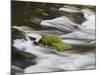 Grass at the River DŸden, Antalya, Turkey-Rainer Mirau-Mounted Photographic Print