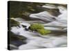 Grass at the River DŸden, Antalya, Turkey-Rainer Mirau-Stretched Canvas