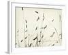 Grass Balance-Amy Melious-Framed Art Print