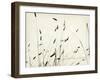 Grass Balance-Amy Melious-Framed Art Print