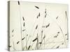 Grass Balance-Amy Melious-Stretched Canvas