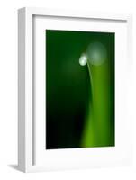 Grass Blade-Ursula Abresch-Framed Photographic Print