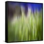 Grass Blade-Ursula Abresch-Framed Stretched Canvas