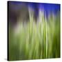 Grass Blade-Ursula Abresch-Stretched Canvas