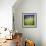 Grass Blade-Ursula Abresch-Framed Photographic Print displayed on a wall