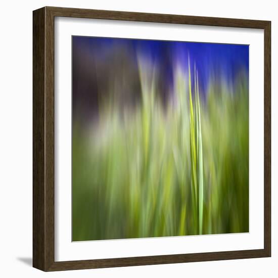 Grass Blade-Ursula Abresch-Framed Photographic Print