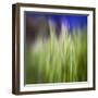 Grass Blade-Ursula Abresch-Framed Photographic Print