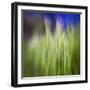 Grass Blade-Ursula Abresch-Framed Photographic Print