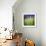 Grass Blade-Ursula Abresch-Framed Photographic Print displayed on a wall