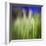 Grass Blade-Ursula Abresch-Framed Photographic Print