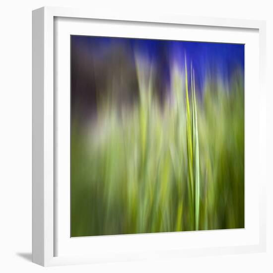 Grass Blade-Ursula Abresch-Framed Photographic Print