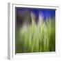 Grass Blade-Ursula Abresch-Framed Photographic Print