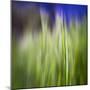 Grass Blade-Ursula Abresch-Mounted Photographic Print