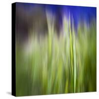 Grass Blade-Ursula Abresch-Stretched Canvas