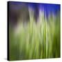 Grass Blade-Ursula Abresch-Stretched Canvas