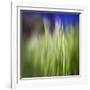 Grass Blade-Ursula Abresch-Framed Photographic Print