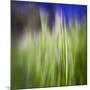 Grass Blade-Ursula Abresch-Mounted Photographic Print