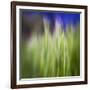 Grass Blade-Ursula Abresch-Framed Photographic Print