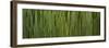 Grass Blades Panorama-Steve Gadomski-Framed Photographic Print