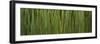 Grass Blades Panorama-Steve Gadomski-Framed Photographic Print