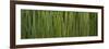 Grass Blades Panorama-Steve Gadomski-Framed Photographic Print